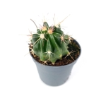 Ferocactus latispinus - S