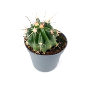Ferocactus latispinus