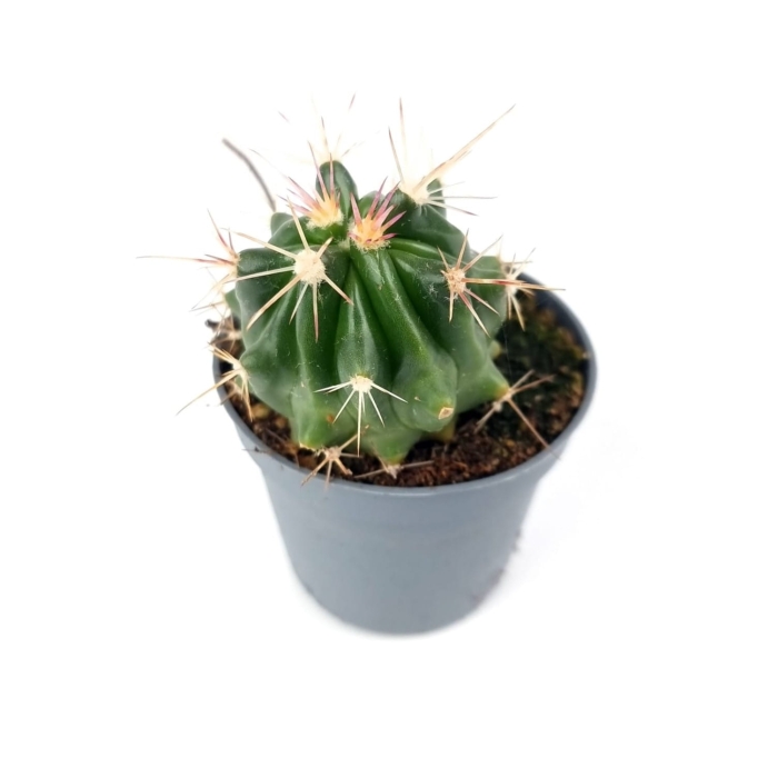 Ferocactus latispinus - S