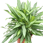 Aglaonema white lance - zdjęcie poglądowe odmiany