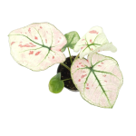 Caladium Kelly