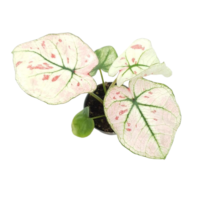 Caladium Kelly