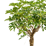 Schefflera arboricola - dorosła roślina
