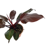 Philodendron Mc Colleys Finale - M