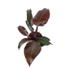 Philodendron Mc Colleys Finale - M