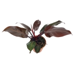 Philodendron Mc Colleys Finale - M