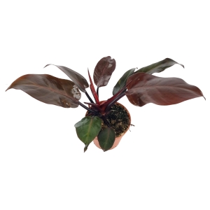 Philodendron Mc Colleys Finale