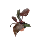 Philodendron Mc Colleys Finale - M