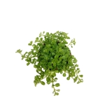 Pilea depressa - S