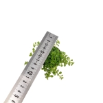 Pilea depressa - S