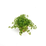 Pilea depressa - S