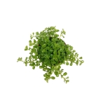 Pilea depressa - S