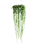 Senecio rowleyanus