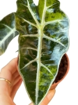 Alocasia pink dragon variegata - P6