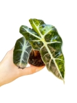 Alocasia pink dragon variegata - P6