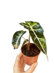 Alocasia pink dragon variegata - P6