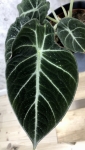 Alocasia black velvet - dorosła roślina