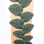 Rhaphidophora tenuis