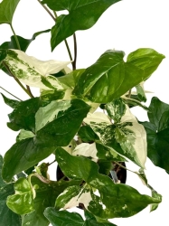 Syngonium Emerald Gem
