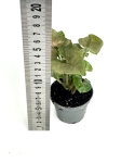 Syngonium Berry Allusion S