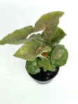 Syngonium Berry Allusion S
