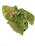Syngonium Berry Allusion S