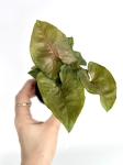 Syngonium Berry Allusion S