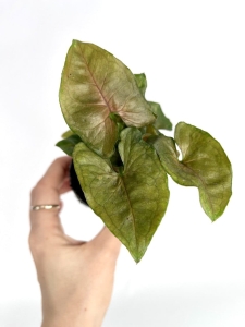  Syngonium Berry Allusion - maluch