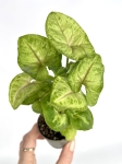 Syngonium Mango Allusion S