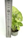 Syngonium Mango Allusion S