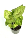 Syngonium Mango Allusion S