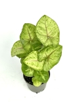 Syngonium Mango Allusion S