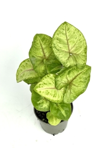 Syngonium Mango Allusion - S