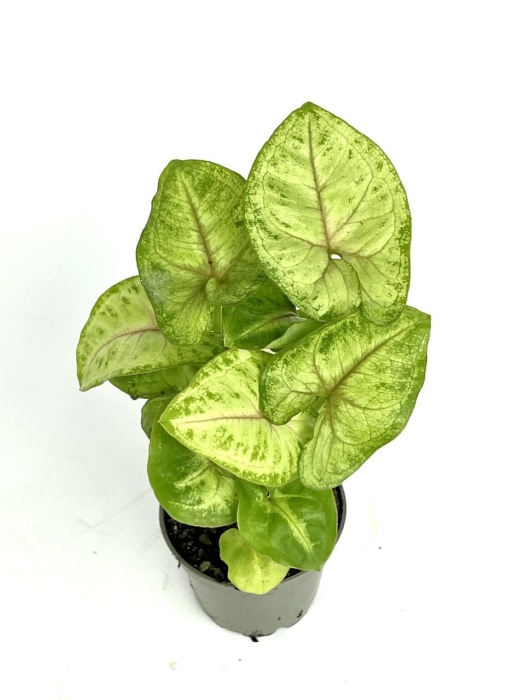 Syngonium Mango Allusion S