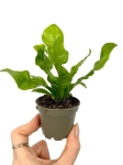 Asplenium nidus 'Crispy Wave' - S