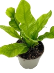 Asplenium nidus 'Crispy Wave' - S