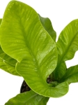 Asplenium nidus 'Crispy Wave' - S