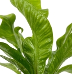 Asplenium nidus 'Crispy Wave' - S