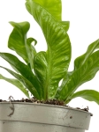 Asplenium nidus 'Crispy Wave' - S