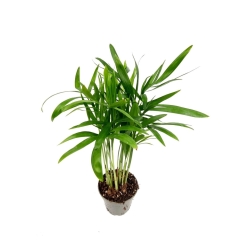 Palma Chamedora wytworna - (Chamaedorea elegans)
