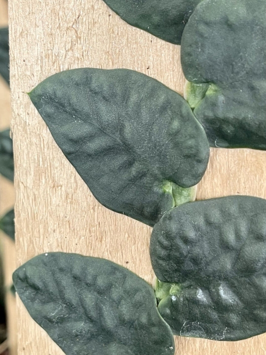 Rhaphidophora tenuis