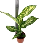 Dieffenbachia Mars - L