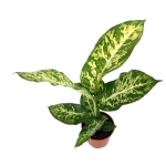 Dieffenbachia Mars - L