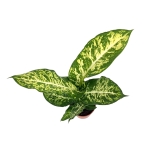Dieffenbachia Mars - L
