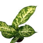 Dieffenbachia Mars - L