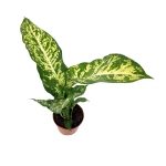 Dieffenbachia Mars - L