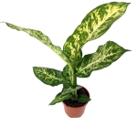 Dieffenbachia Mars - L
