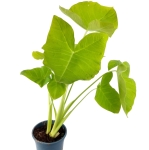 Xanthosoma sagittifolium Lemon - XL