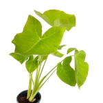 Xanthosoma sagittifolium Lemon - XL