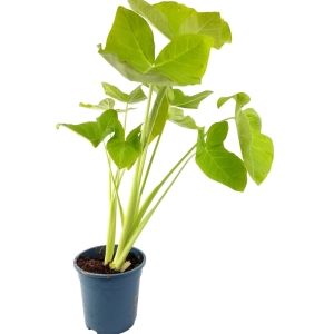 Xanthosoma sagittifolium Lemon (lime zinger)